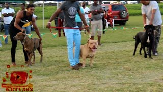 Olympus Kennel Dog Expo 2023 - Biggest Dog