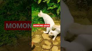 MOMONG ANAK #shorts #kucing #kucinglucu #kucingimut #kucingkampung #cats #viral #istanalokajaya