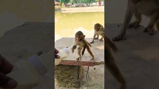 बंदर का बच्चा दूध पीता 🍼🍼🍼🐵🐵🐵 #bandar #monkeyvideo #monkey 0595