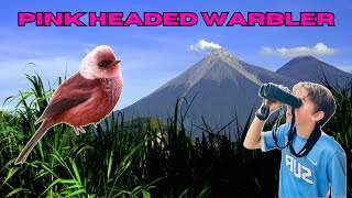 Pursuit of the Pink Headed Warbler in Guatemala