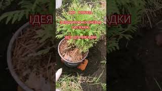 Вітаю ПІДПИШИСЬ SUBSCRIBE  #plant #vegetablegarden#tuje Ferming & gardening ideas Ідеї ​​садівництва