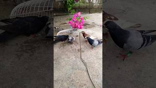 Pigeon trap | How to make a bird trap by cage | bird trap #shorts #youtubeshorts