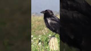 BLACKBIRD AND RAVEN #californiacoast #fortbraggcalifornia