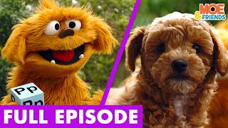 P is for Pet Store | Full Episode + Song | Kids Learn About Caring For Animals | Moe & Friends #pets