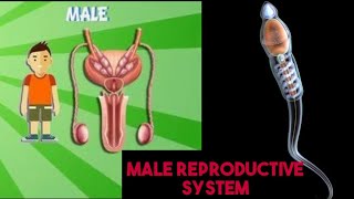 DAV || SCIENCE ||REPRODUCTIVE SYSTEM : MALE REPRODUCTIVE SYSTEM