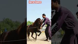 Horse Dance 2023