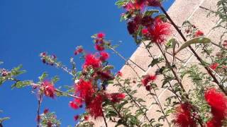 Baja Fairyduster, southwestern honey bee, honeybee collecting  a favorite.