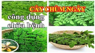 Bí mật Công Dụng chữa bệnh CÂY CHÙM NGÂY