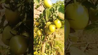 Mere dost tamatar dost tamatar #shorts #desi tomotor #funny video