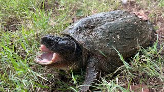 Catching a Snapping Turtle With a 2 Liter Bottle!