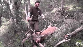 Hunting Free Range Red Stags