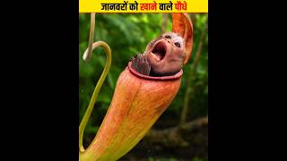 जानवरों को खाने वाले पौधे | Top 3 Carnivorous Plants That Eat Animals #viral #shorts #short