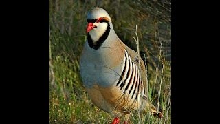 KEKLİK AVI 14-partridge hunting-caza perdiz-pernice caccia-куропатка охота -الحجل مطاردة