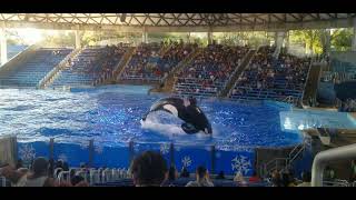 One Song Orca Encounter SeaWorld San Antonio 11/5/22