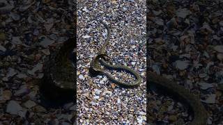 #snake #snakevideo #fish #fishing #sea #snakeeatfish #fishingvideo #viral #amazing #nature #nature