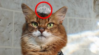 Tiara Kitty: This Cat Knows She’s a Princess #catprincess