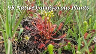 Drosea Species in the NEW Forest (Sundews)