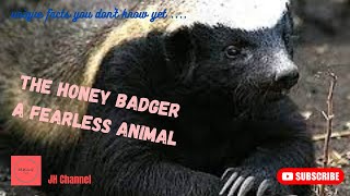 10 Interesting About the Honey Badger, Unique facts you don't know yet…