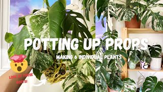 Q&A Repot | Potting Up All My Variegated Monstera Propagations