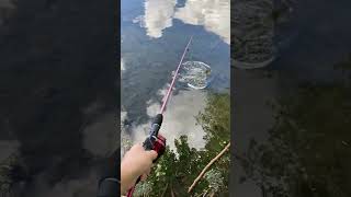 Fastest Trout Catch Ever! #fishing #trout #rainbowtrout #outdoors #jesus