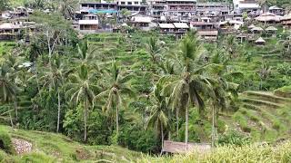 Tegallalang Rice Terrace, Bali