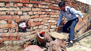 समय पर पहुंच कर पकड़ लिया वरना इस बिल्ली को खा जाता ये जीव Big lizard vs cat