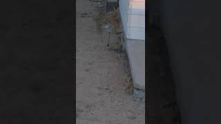 Mojave Green Rattle Snake. One of the Deadliest Rattle Snakes! Jay's Desert Home July 3, 2015