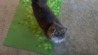 Cat does Yoga workout routine