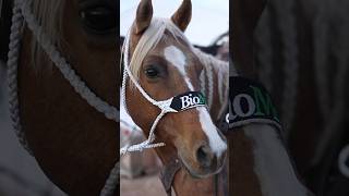 It’s all about confidence 😍 #grooming #horses #rodeo #equine #braiding #longhair #biomane