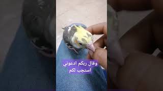 سبحان الله وما شاء الله