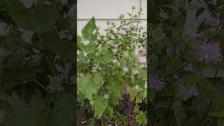 Harvesting  Bergamot flowers  #garden,#bergamot,#ontario