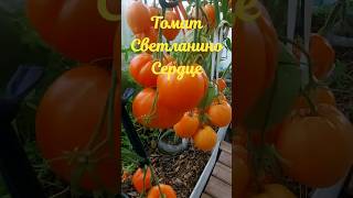 Томат СВЕТЛАНИНО СЕРДЦЕ. Шикарный Оранжевый, Очень Урожайный.👍👍👍👍👍