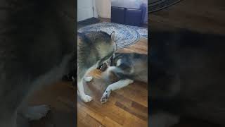 Wolf Dog Plays with Sled Dog #wolfdog #wolfdogs