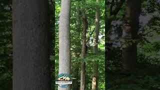 Raccoon on a Tree | Nature and Wildlife #nature #wildlife#raccoon #viralshort#viralvideo #shortvideo