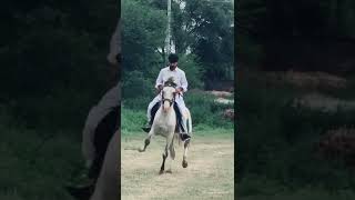 Very Intelligent Horse 🐴🐎🐴 Rider Ch# Saeed Gujjar Jand Sharif Gujrat.