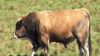 Taureau aubrac en Aubrac dans l'Aveyron .MOD