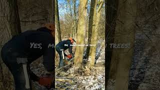 Stihl MS 391 felling tree