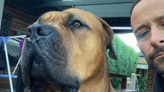 Molly the Boerboel is live!