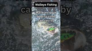 Walleye Fact 40