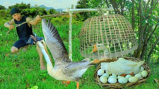 Survival in the rainforest- Dig wild potatoes lucky met goose | catch goose & egg -Eating delicious