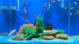 Aquarium - Dream Island - Hồ Cá Cảnh Hòn Đảo Mộng Mơ