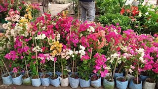 Sunday Galiff Street Plants Market Visit On Morning & Summer Season Flower Plants Price Update