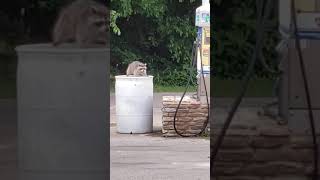 Dumpster diving at the local car wash