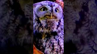 Owl sound #birds #bird #shorts #short #shortvideo #ytshorts #animals #owl