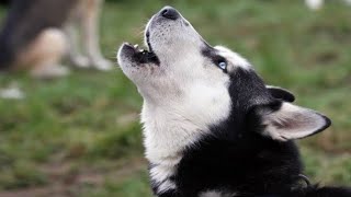 Female dog in heat barking | Female Dog In Heat Sound | Dog In Heat Sounds | Dogs howling