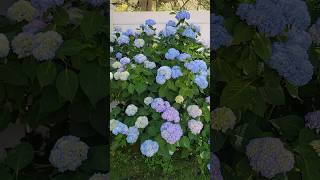 My Backyard Hydrangeas Are Blooming #gardening #flowers #hydrangeas #youtubeshorts