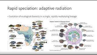 Old genetic variation: key to rapid adaptation and speciation? - David Marques