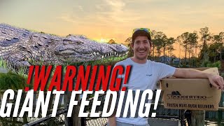 Feeding GIANT Rabbits To Crocodiles!! **WARNING GRAPHIC**