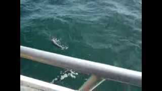 Sturgeon tail hooked by my Dad on the Brooklyn VI party boat