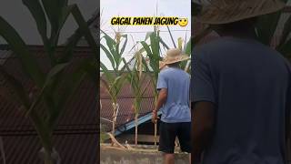 Gagal Panen Jagung Terpaksa di Bongkar #shortsyoutube #shorts #gagalpanen #panen #jagung